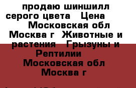 продаю шиншилл серого цвета › Цена ­ 1 000 - Московская обл., Москва г. Животные и растения » Грызуны и Рептилии   . Московская обл.,Москва г.